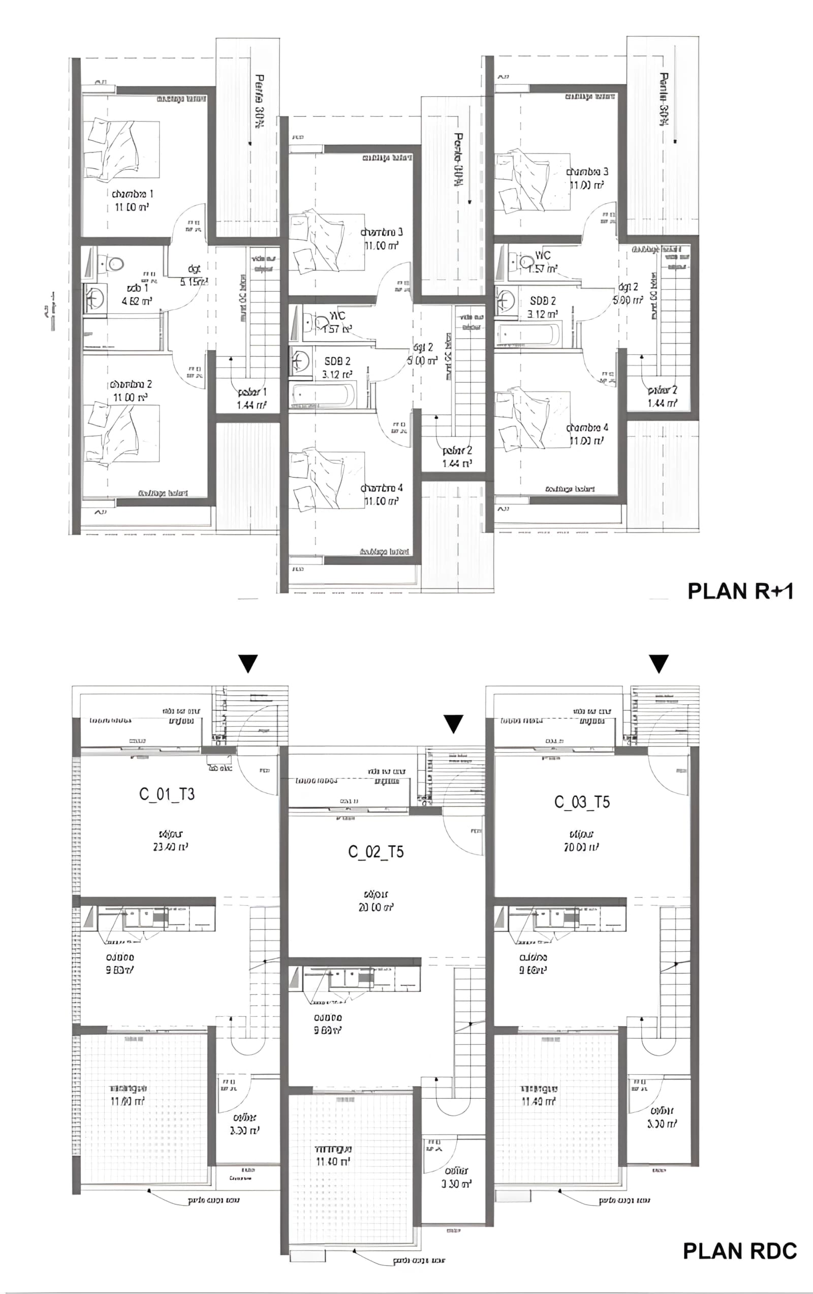 plan-tamarins.webp